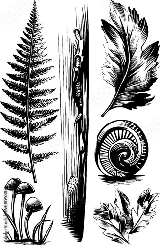 Engraved fern anatomy chart with foliage and mushrooms for botanical study and design