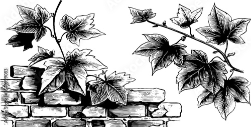 Engraved illustration of ivy vines wrapped around brick wall for design and decoration
