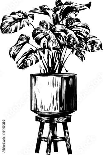 Engraved illustration of monstera deliciosa plant in pot - retro botanical design