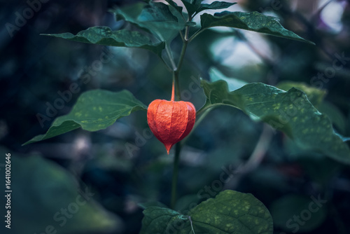 Close Up Physalis