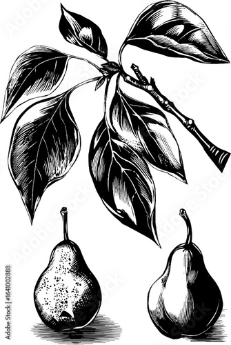Vintage engraved pear tree branch and fruit set for design
