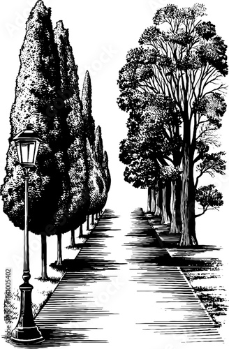 Vintage engraved illustration of tree-lined alley with lamp post - retro design for posters or cards