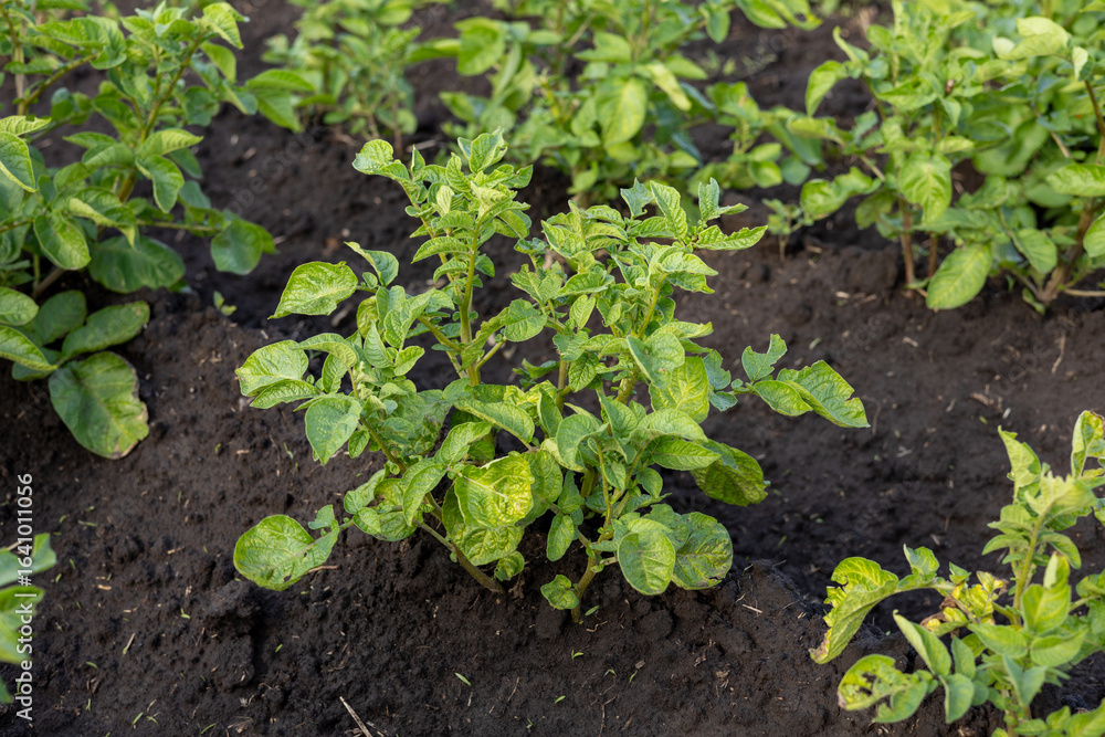 Lush green potato plants flourish in rich soil, basking in bright sunlight, showcasing healthy growth in a garden Lush green potato plants flourish in rich soil, basking in bright sunlight, showcasing healthy growth in a garden