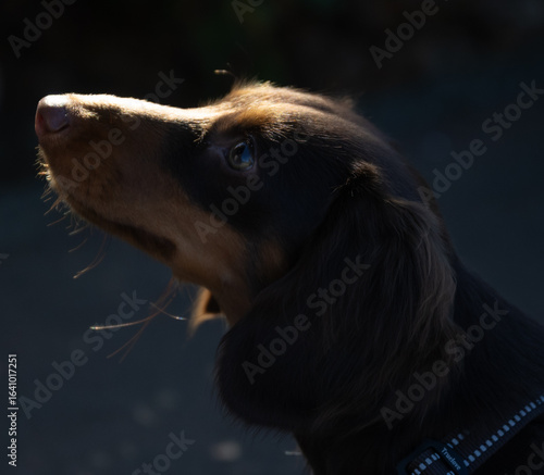 光を見つめるダックスフンド