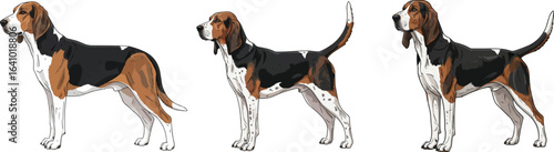 American Foxhound Dog standing side profile view vector illustration