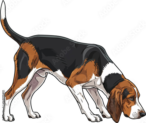 American Foxhound Dog sniffing ground vector illustration