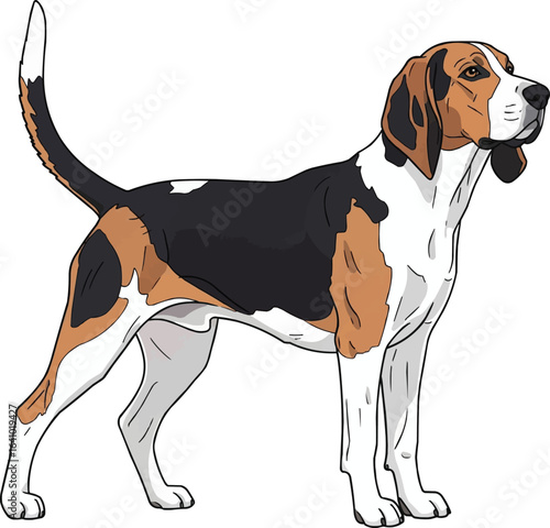 American Foxhound Dog in an alert stance vector illustration