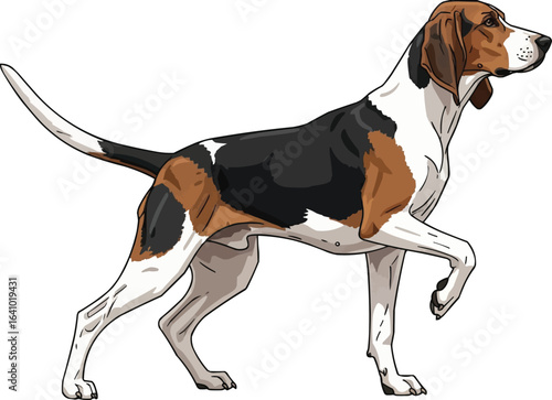 American Foxhound Dog Alert pointing stance vector illustration