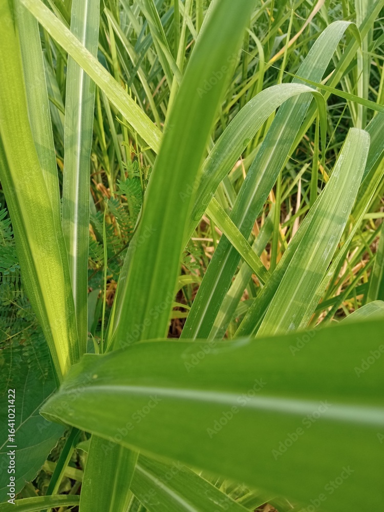 Obraz premium Close-up of lush Eleusine indica grass, showcasing vibrant green leaves and distinctive finger-like seed heads, thriving in natural outdoor conditions.