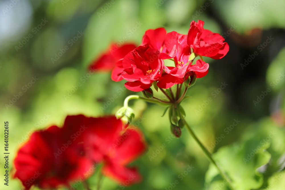 Obraz premium Zonal geranium close up (Pelargonium hortorum)