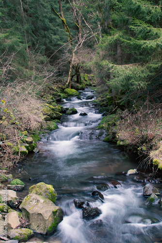 Cour d'eau dans la forêt