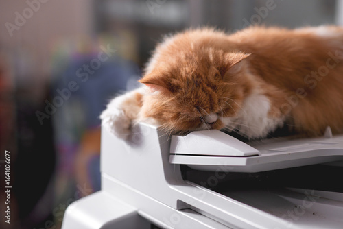 The orange Persian cat is sleeping in a cute position.