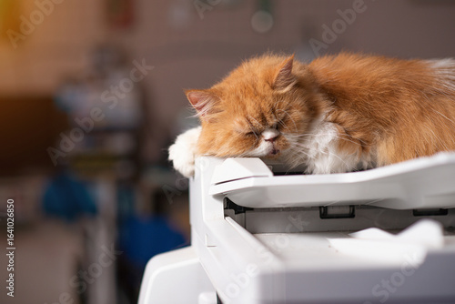 The Persian cat has soft and cute orange fur and is currently sleeping.