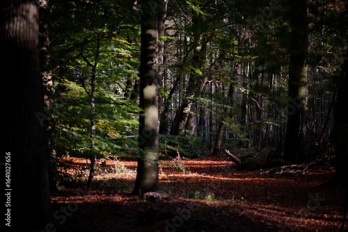 Wood autumn