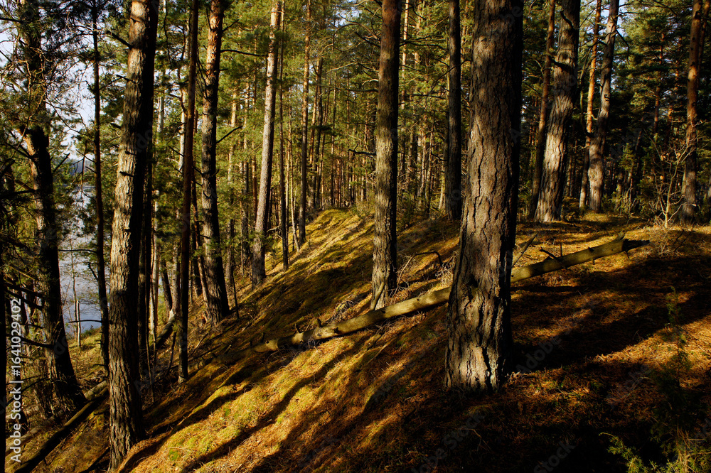 Fototapeta premium Sunlit Forest with Mossy Ground and Tall Trees