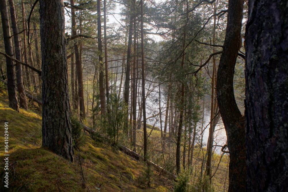 Fototapeta premium Serene Forest Landscape with Sunlight Filtering Through Trees