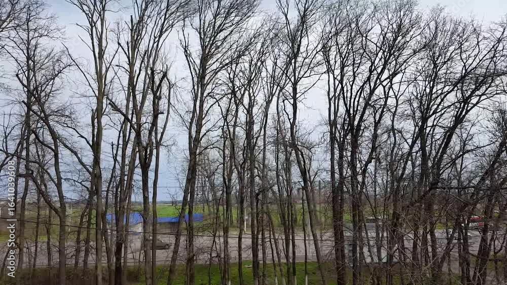 View of leafless trees in the rain under a cloudy sky. View of leafless trees in the rain under a cloudy sky.
