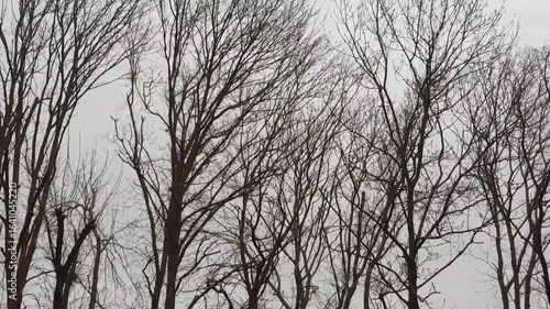 Bare tree branch swings in the rain against a winter gray sky background.