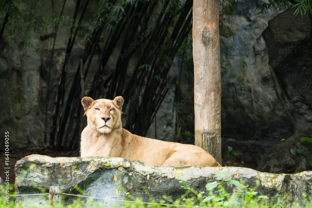 Fototapeta premium A lioness resting on a rock surrounded by dense foliage and bamboo in a zoo enclosure