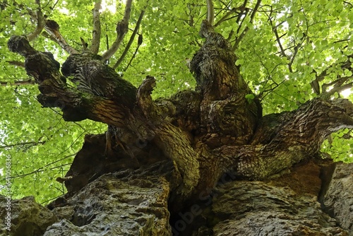 Uralte Linde in einem Steinbruch an den Hielöchern bei Frankershausen