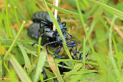 Paarung des Schwarzblauen Ölkäfers (Meloe proscarabaeus) im Gras