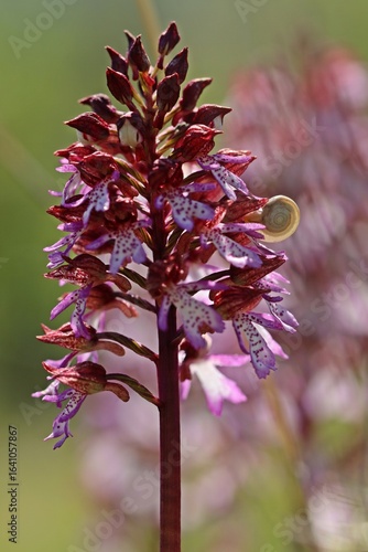 Purpur-Knabenkraut (Orchis purpurea) mit Kartäuserschnecke (Monacha cartusiana) im Gegenlicht