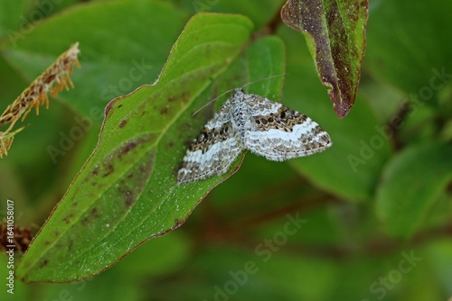 Graubinden-Labkrautspanner (Epirrhoe alternata)