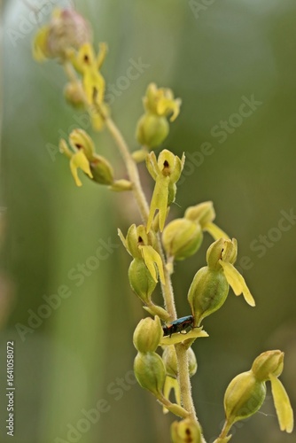 Weiblicher Glänzender Blütenprachtkäfer (Anthaxia nitidula) auf Großem Zweiblatt (Listera ovata)