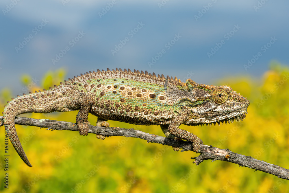 Naklejka premium A stunning Robertson Dwarf Chameleon (Bradypodion gutturale), also known as a Little Karoo dwarf chameleon, climbing in the fynbos in the Western Cape, South Africa