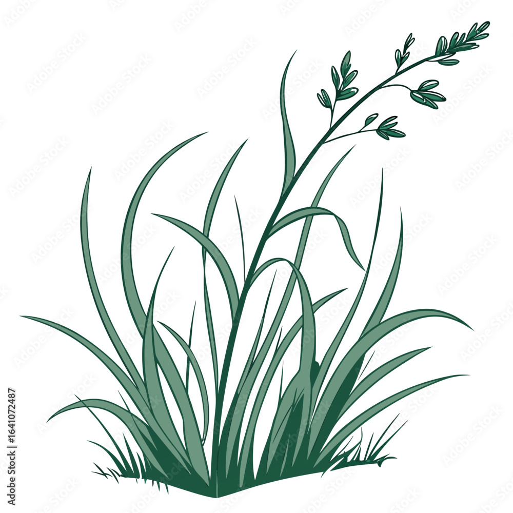 Obraz premium Green grass patch with seed stalk on white isolated