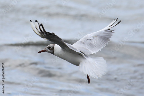 Isolated flying black-headed gull in french Brittany