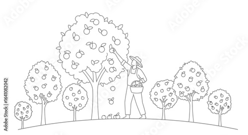 Farmer Harvesting Apples from Orchard Trees with Basket, Outline Illustration