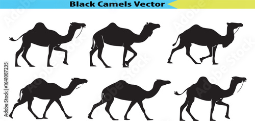 camels vector illustration