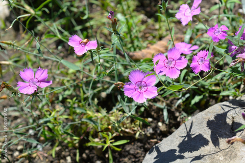 Alpine Pink flower - Latin name - Dianthus oschtenicus