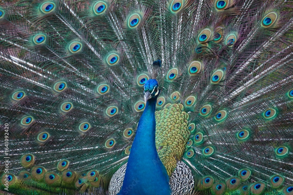 Obraz premium Vivid Peacock Displaying Brilliant Blue Feathers With Stunning Colorful Plumage