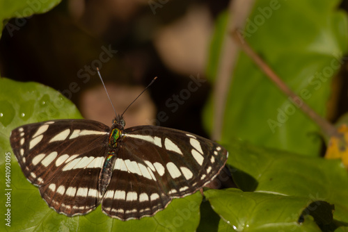 Rusty sailor butterfly resting on green leaf in spring forest