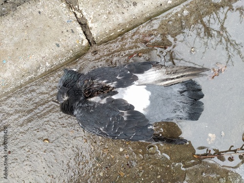 Dead dove on a ground in a puddle