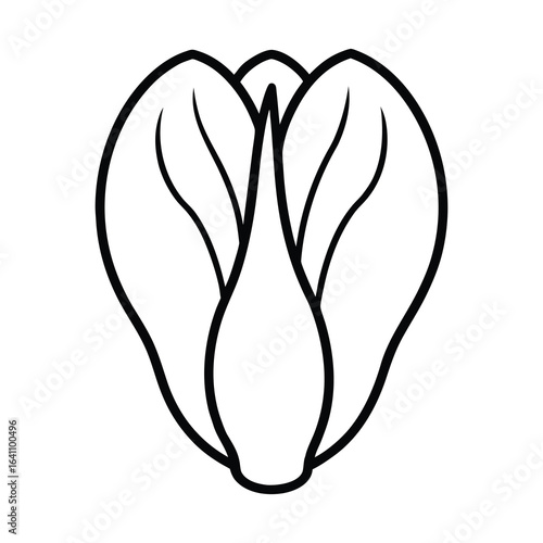  outline bok choy on a white background 
