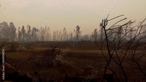 Leafless branches over scorched soil in a barren field after the Pedrogao Grande wildfire