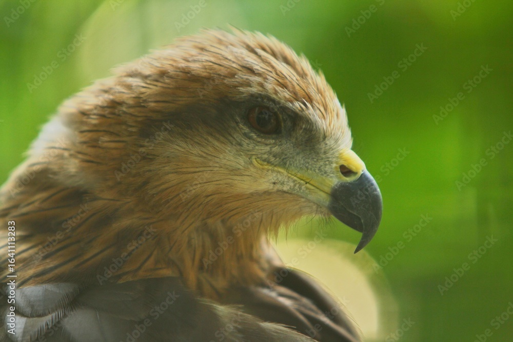 Naklejka premium close up of a migrant milvus