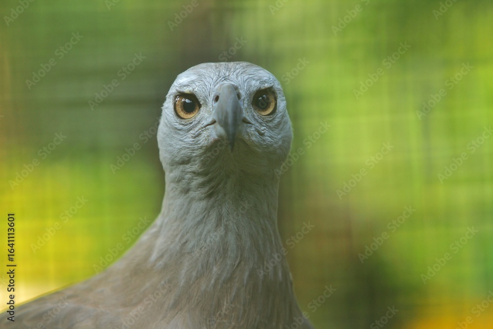 Fototapeta premium close up of a haliaeetus leucogaster