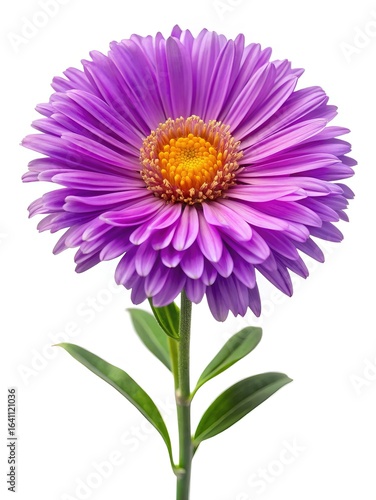 Vibrant purple aster flower closeup, showcasing intricate petal arrangement and golden center