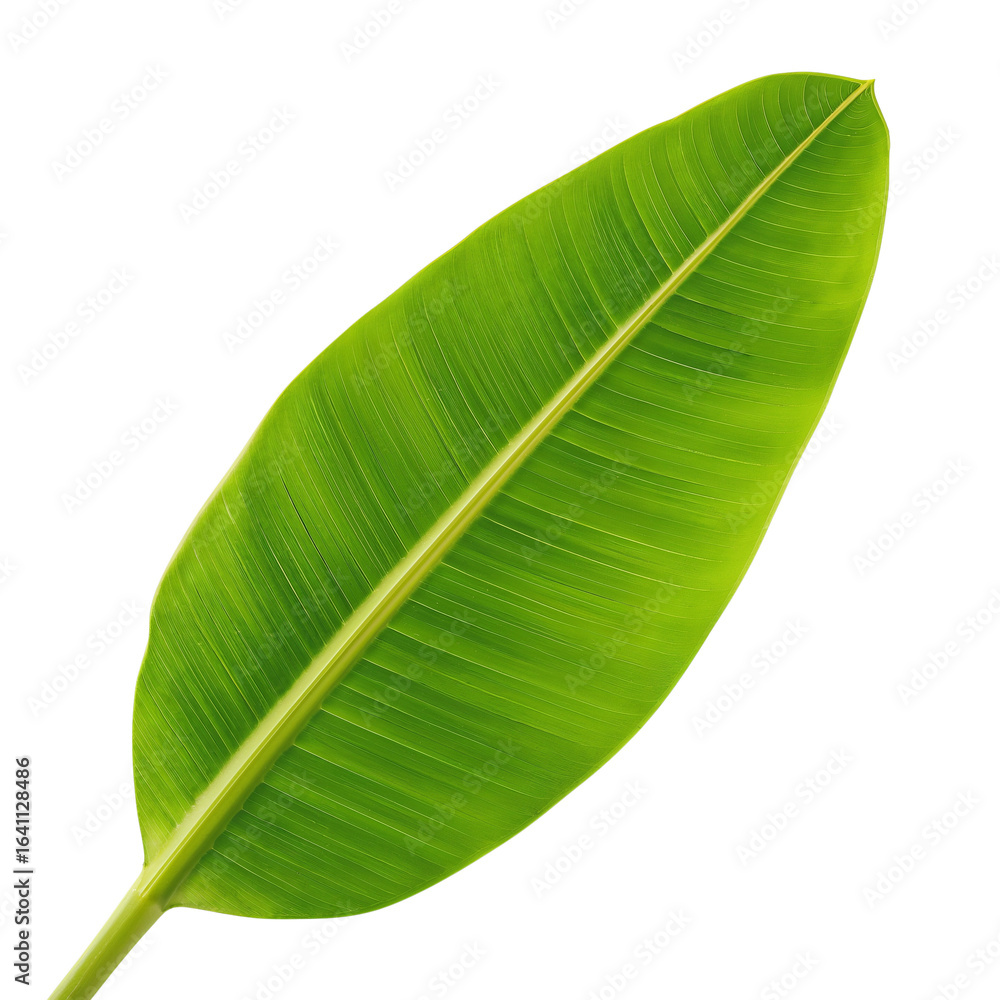 Isolated vibrant green banana leaf against a stark black background showcasing its texture Isolated vibrant green banana leaf against a stark black background showcasing its texture