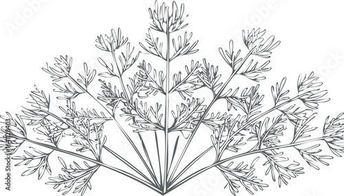 Fresh dill isolated on transparent png vector.dill, herb, leaf, spice, food, ingredient, plant, colours, horizontal, cut out, favor, fragrance, tied, bundle, color image, element, garnish, isolated, 