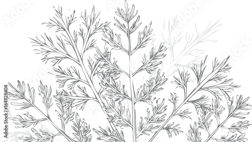 Fresh dill isolated on transparent png vector.dill, herb, leaf, spice, food, ingredient, plant, colours, horizontal, cut out, favor, fragrance, tied, bundle, color image, element, garnish, isolated, 