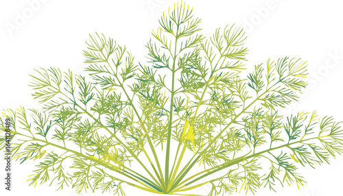 Fresh dill isolated on transparent png vector.dill, herb, leaf, spice, food, ingredient, plant, colours, horizontal, cut out, favor, fragrance, tied, bundle, color image, element, garnish, isolated, 