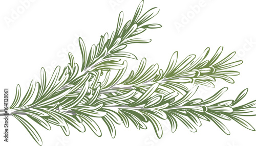 fresh rosemary isolated on transparent png vector.herb, leaf, rosemary, color image, photography, studio shot, no people, spice, white background, food, green color, ingredient, square - composition,
