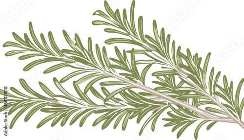 fresh rosemary isolated on transparent png vector.herb, leaf, rosemary, color image, photography, studio shot, no people, spice, white background, food, green color, ingredient, square - composition,