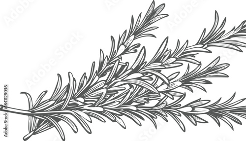 fresh rosemary isolated on transparent png vector.herb, leaf, rosemary, color image, photography, studio shot, no people, spice, white background, food, green color, ingredient, square - composition,