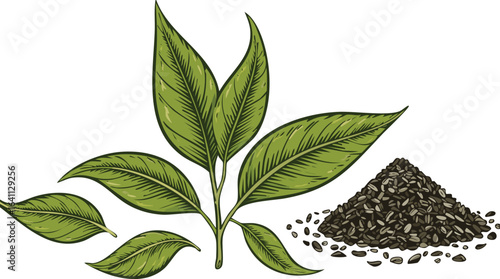 fresh green tea leaf and dry isolated on transparent png vector.leaf, brew, herbal, isolated, antioxidant, caffeine, drink, healthy, infusion, tea, agriculture, beverage, natural, organic, plant, 